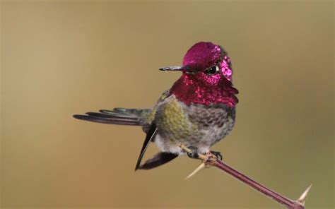 Colibri Wallpaper Bird Hummingbird Beak Nature Rufous Hummingbird