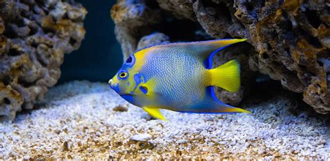 Saltwater Angelfish: Characteristics, Diet, Facts & More [Fact Sheet]