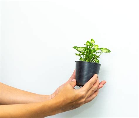 Premium Photo Hand Holding Potted Plant Against White Background