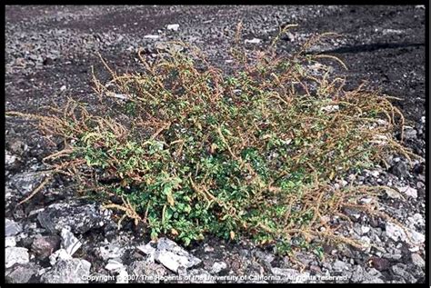 Amaranthus spinosus (spiny amaranth): Go Botany