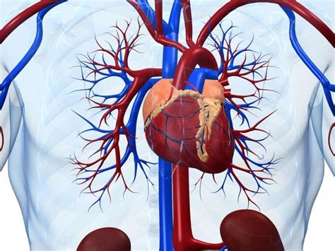 Central Line Insertion Anatomy Central Venous Catheter Wikipedia