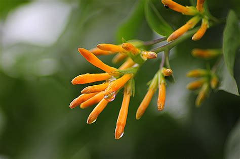 Fotos gratis naturaleza hoja florecer verde Produce botánica