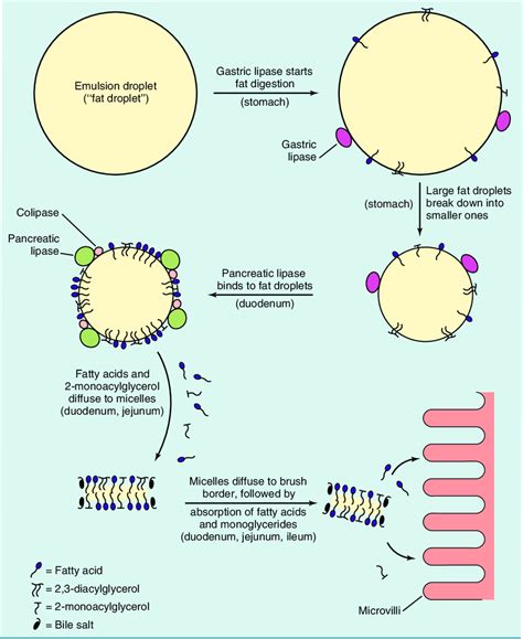 4 Sequence Of Events In Fat Digestion A Small Amount Of Fat Is