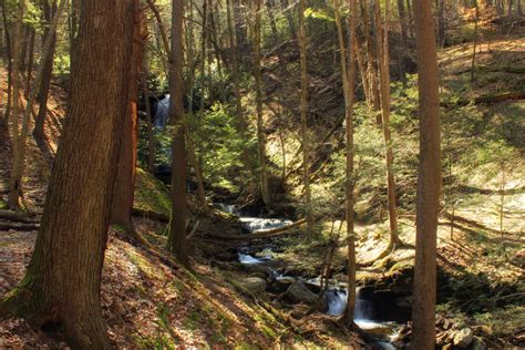 Free Images Tree Nature Creek Wilderness Hiking Trail Moss