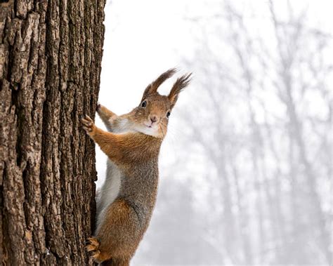 Best Squirrel Snow Stock Photos, Pictures & Royalty-Free Images - iStock