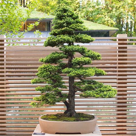 New bonsai display at the Portland Japanese Garden - Bonsai Tonight