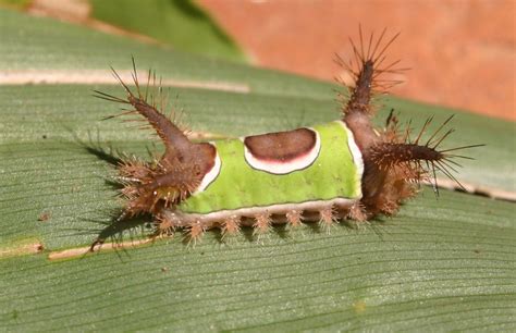 Venomous Poisonous Caterpillars Photos Walter Reeves The Georgia