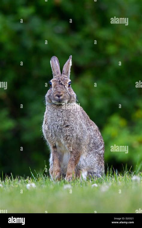 European Rabbit Common Rabbit Oryctolagus Cuniculus Sitting Alert