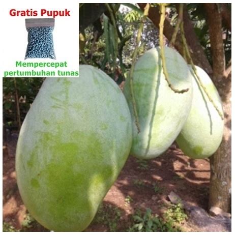 Jual BIBIT Buah MANGGA GAJAH JUMBO 70CM 25g Npk OKULASI Pohon TANAMAN