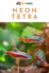 Can You Pair Neon Tetra With Betta Fish Full Guide