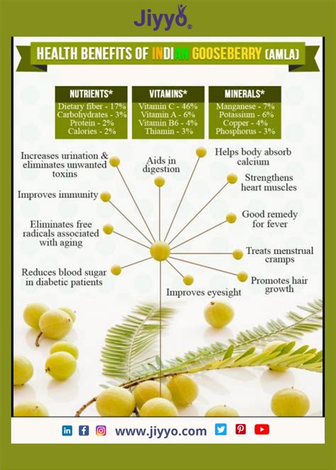 Health Benefits Of Indian Gooseberry Amla In Health Amla