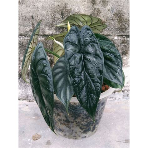 alocasia dragon scale อโลคาเซยดรากอนสเกล กระถาง 8 นว สงฟร Shopee