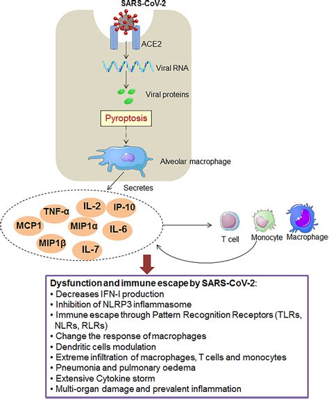 Frontiers A Detailed Overview Of Immune Escape Antibody Escape