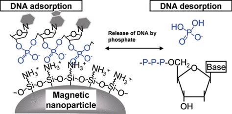 Phosphate Dna