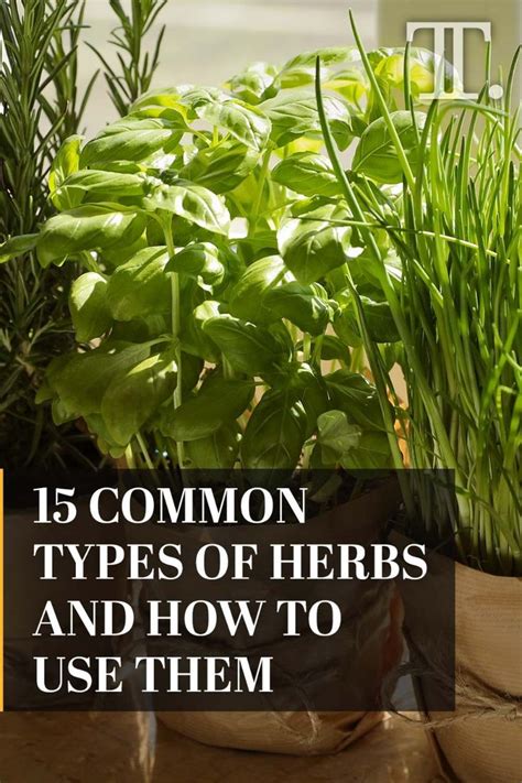 15 Common Types Of Herbs And How To Use Them - Tasting Table in 2024 ...