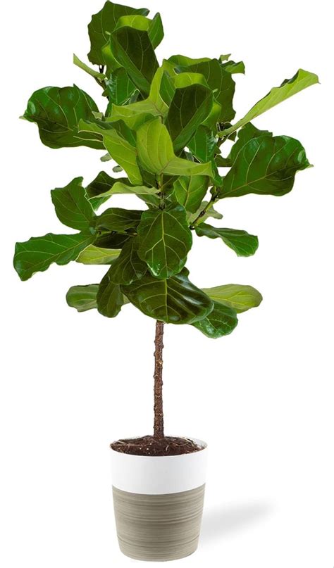 Costa Farms Fiddle Leaf Fig Tree 3 4 Feet Tall