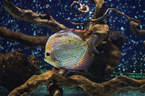 Discus ciclídeos coloridos no aquário peixes de água doce que vivem na