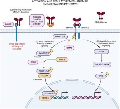 Frontiers The Role Of Bmp In Adipose Derived Stem Cell