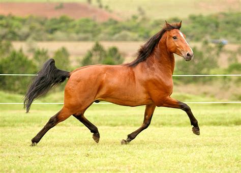 Guia De Pelagens De Cavalos Castanho