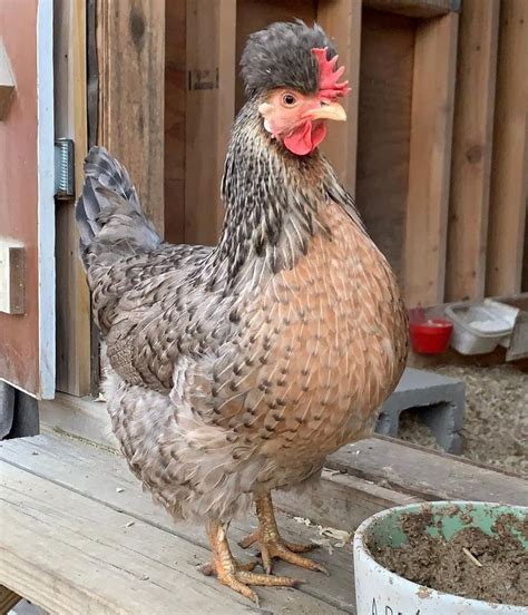 Pin En Chickensandducks Pollos Mascotas Aves De Corral Gallinas De