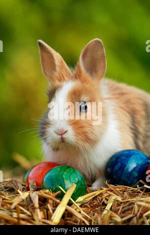 Löwenkopf Kaninchen Oryctolagus Cuniculus F Domestica sitzen auf