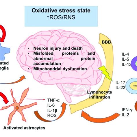 The Oxidative Stress State Induces Neuroinflammation And