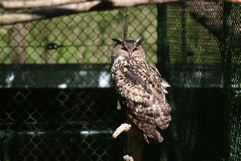 Hibou Prend Un X Au Pluriel Tout Comme Bijou Caillou Ch Flickr