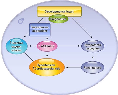 Sex Differences In The Developmental Origins Of Hypertension Download