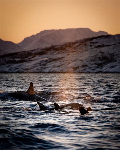 Orcas Norway Scubaverse