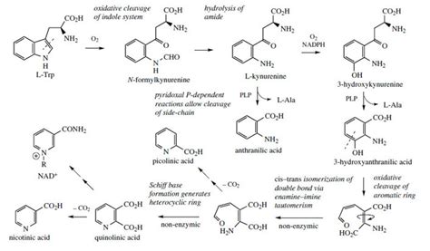 Pyridine Alkaloids Alkaloids From Plants Medicinal Herbs Botany