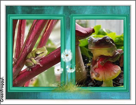 Frog Collage Frog Nature R Collage Hd Wallpaper Pxfuel