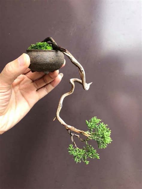 Creating Bonsai From Dwarf Jade Plant Repotting Pruning Wiring