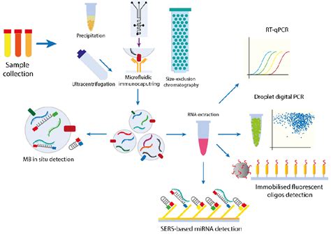 Figure From Micrornas From Liquid Biopsy Derived Extracellular