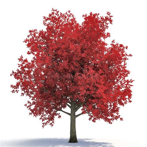 Árbol De Arce Rojo Del Otoño Aislado En Blanco Ilustración 3D Stock de