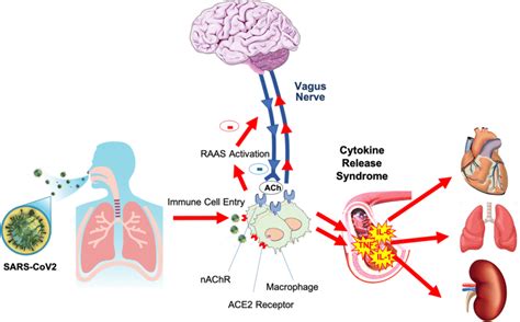 Connection Between The Vagus Nerve And Immune System Ach