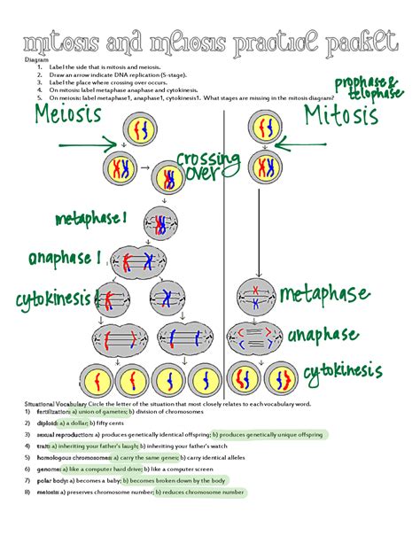 Diagram 1 Label The Side That Is Mitosis And Meiosis 2 Draw