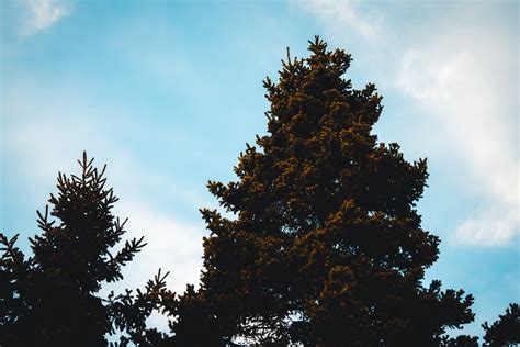 Green Trees Under Blue Sky · Free Stock Photo