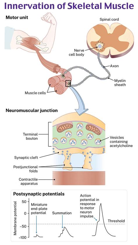 innervation  skeletal muscle   medicine studies exam review