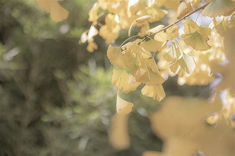 Fotografía De Paisaje Hojas Frescas De Ginkgo Fondos Antecedentes