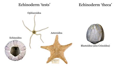 Echinodermata Examples