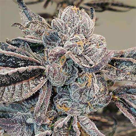 Runtz Seeds | Feminized Photoperiod - Chicago Seeds & Clones