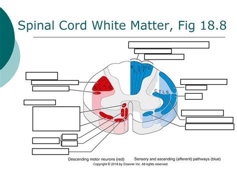 Labeling Spinal Cord Tracts Diagram Quizlet