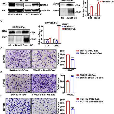 Exosomes Derived From Crc Cells Promote The Migration Of Crc Cells And