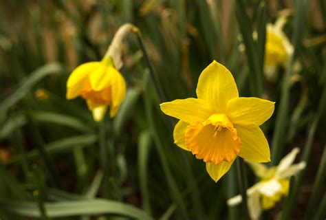 Kostenlose foto Natur blühen Feld Wiese Blumen Umwelt Frühling