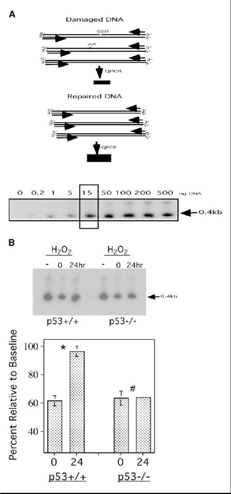 Figure 1 From The P53 Pathway Promotes Efficient Mitochondrial Dna Base