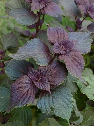 Red Shiso Growing In The Vegetable Garden The Fruitful Kitchen