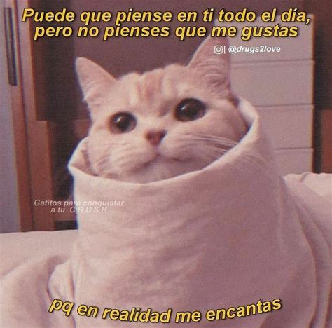 Me Encantas Frases Divertidas Meme Gato Frases Tiernas