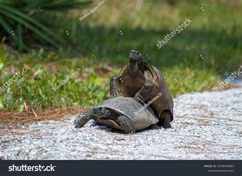 1,231 Tortoise Mating Images, Stock Photos, 3D objects, & Vectors | Shutterstock