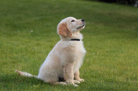 Seriöse Golden Retriever Züchter mit Welpen in der Schweiz Hunde2 de