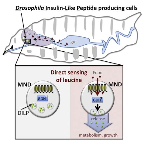 Direct Sensing Of Nutrients Via A Lat Like Transporter In Drosophila